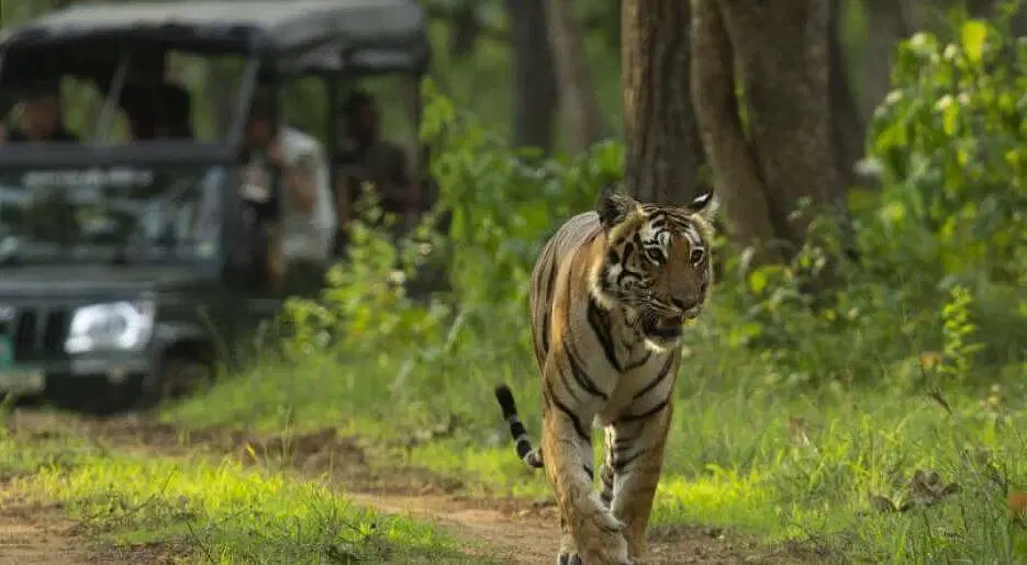 Luxury Tiger Safari Tour in India: An Unforgettable Wilderness Adventure
