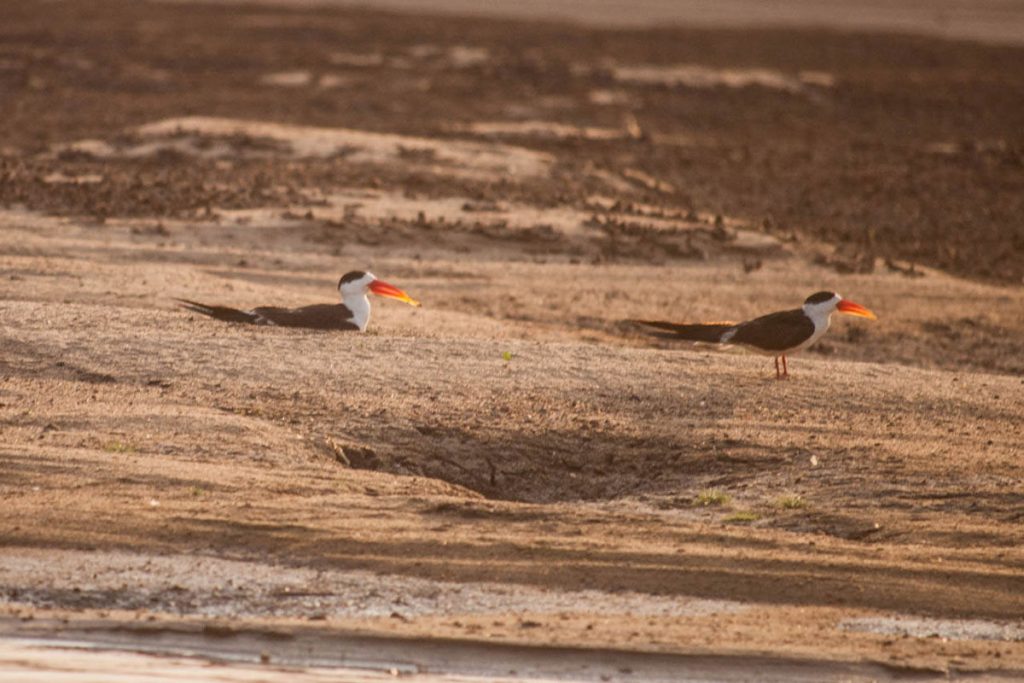 Exploring the Wild Birding in India