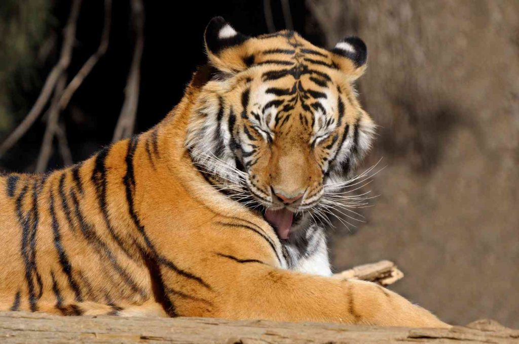 Best Tiger Safari in India A Guide to India’s Premier Tiger Reserves