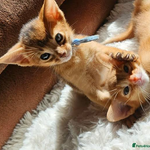 Abyssinian Kittens for Sale: Choosing a Kitten for Your Lifestyle
