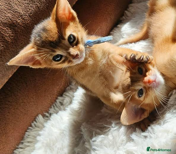 Abyssinian Kittens for Sale: Choosing a Kitten for Your Lifestyle